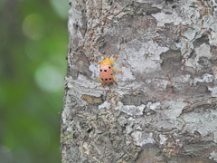 Podontia quatuordecimpunctata