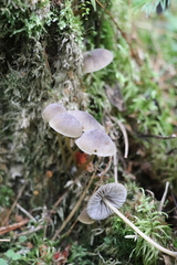Mycena viridimarginata
