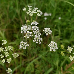 Chaerophyllum bulbosum
