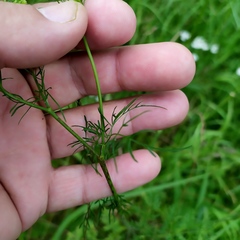 Chaerophyllum bulbosum
