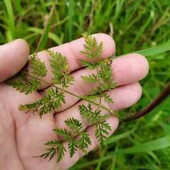 Chaerophyllum bulbosum