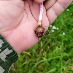 Chaerophyllum bulbosum