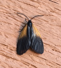 Pyromorpha dimidiata