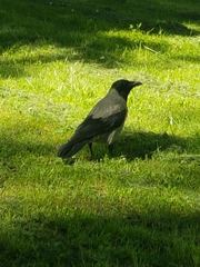 Corvus cornix