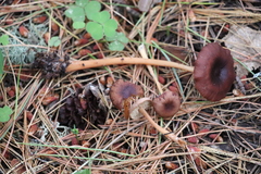 Gymnopus ocior