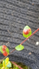 Exobasidium rostrupii