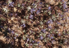 Eriastrum eremicum eremicum