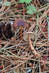Gymnopus ocior