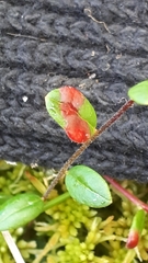 Exobasidium rostrupii