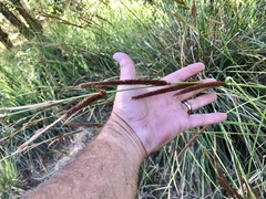 Carex ultra
