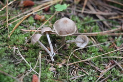 Pseudolaccaria pachyphylla