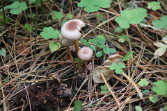 Gymnopus ocior