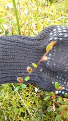 Exobasidium rostrupii