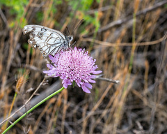 Melanargia arge