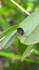 Cryptocephalus decemmaculatus