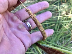 Carex ultra