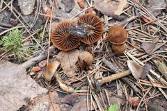 Cortinarius parvannulatus