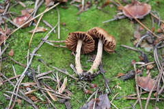 Cortinarius parvannulatus