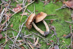 Cortinarius parvannulatus