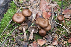 Inocybe undulatospora