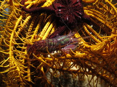 Synalpheus stimpsonii