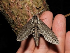Sphinx canadensis