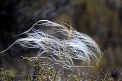 Stipa neaei