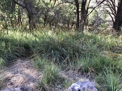 Carex ultra