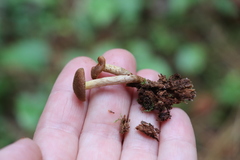 Gymnopilus luteofolius