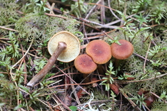 Gymnopilus luteofolius
