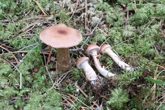 Cortinarius paragaudis