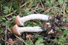 Cortinarius paragaudis