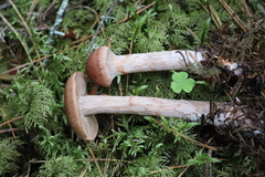 Cortinarius paragaudis