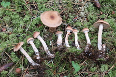 Cortinarius paragaudis