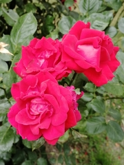 Rosa