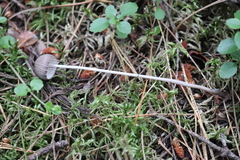 Mycena polygramma