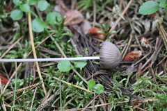 Mycena polygramma