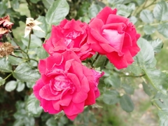 Rosa