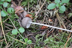 Mycena polygramma