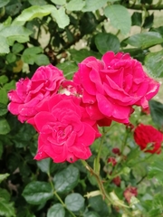 Rosa