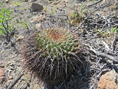 Mammillaria gigantea