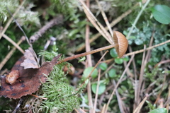 Galerina atkinsoniana