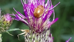 Cychramus luteus