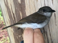 Pachycephala cinerea