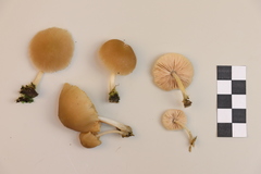 Pluteus semibulbosus