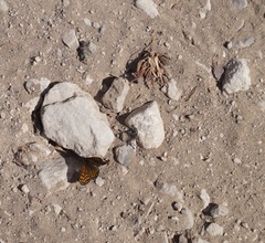 Lepidoptera