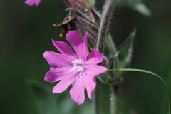 Silene dioica