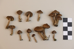 Inocybe undulatospora