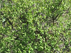 Forestiera phillyreoides