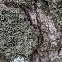 Hyperphyscia syncolla